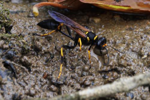 Réf. 347 229 : Sceliphron caementarium
